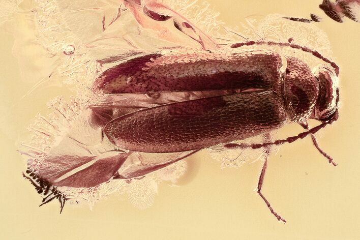 Detailed Fossil False Flower Beetle (Scraptiidae) in Baltic Amber #325393